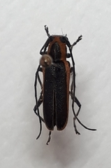 Saperda lateralis