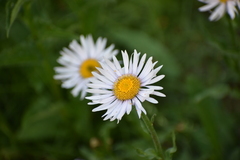 Erigeron glacialis