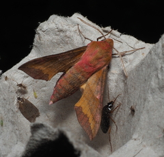 Deilephila porcellus