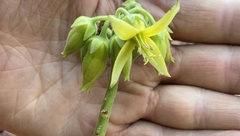 Cotyledon orbiculata