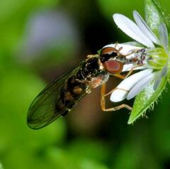 Melanostoma mellinum