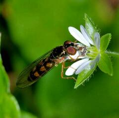 Melanostoma mellinum