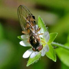 Melanostoma mellinum