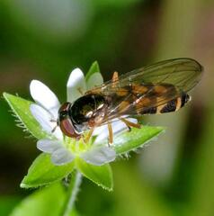 Melanostoma mellinum