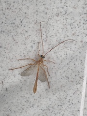 Enicospilus guatemalensis