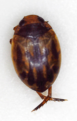 Hyphydrini