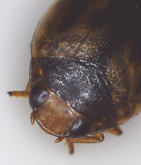 Hyphydrini