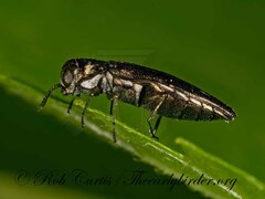 Agrilus
