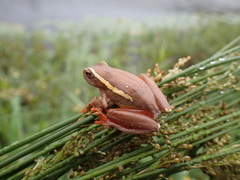 Hyperolius semidiscus