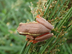 Hyperolius semidiscus