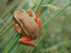 Hyperolius semidiscus