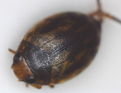 Hyphydrini