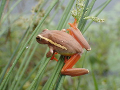 Hyperolius semidiscus