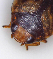 Hyphydrini