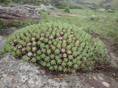 Euphorbia pulvinata