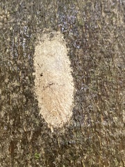 Lymantria dispar