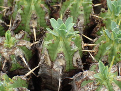 Euphorbia pulvinata