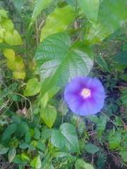 Ipomoea parasitica