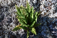 Dryopteris fragrans