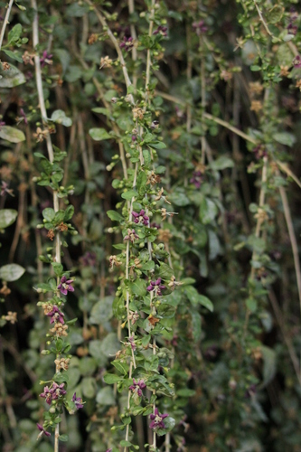 Lycium chinense