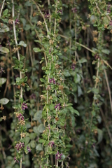 Chinesischer Bocksdorn (Lycium chinense): Herkunft und Verwendung — Foto 3