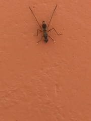 Taeniaptera trivittata