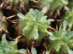 Euphorbia pulvinata