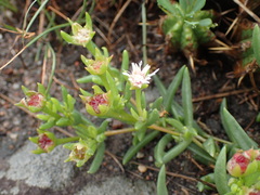 Delosperma lineare