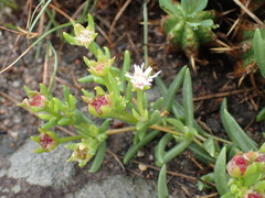 Delosperma lineare