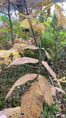 Melioides