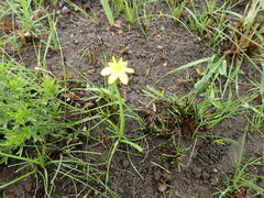Hypoxis angustifolia