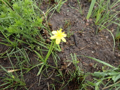Hypoxis angustifolia