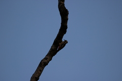 Dendrocopos major