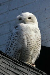 Bubo scandiacus