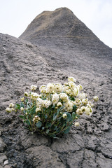 Abronia glabrifolia