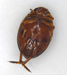 Hyphydrini