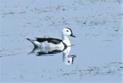 Nettapus coromandelianus