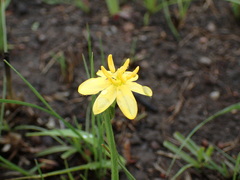 Hypoxis angustifolia