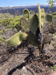 Opuntia galapageia