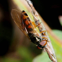 Melanostoma mellinum