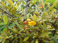 Ochna serrulata
