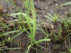 Hypoxis angustifolia