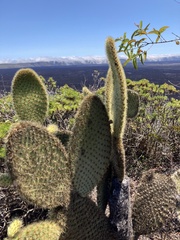 Opuntia galapageia