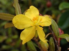 Ochna serrulata
