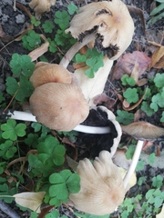Coprinellus micaceus