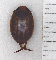 Hyphydrini
