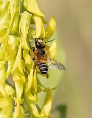 Megachile lanata