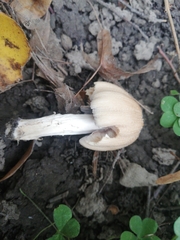 Coprinellus micaceus