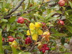 Ochna serrulata