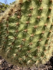 Opuntia galapageia